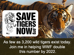 WWF announces partnership with Leonardo DiCaprio to save tigers now ...